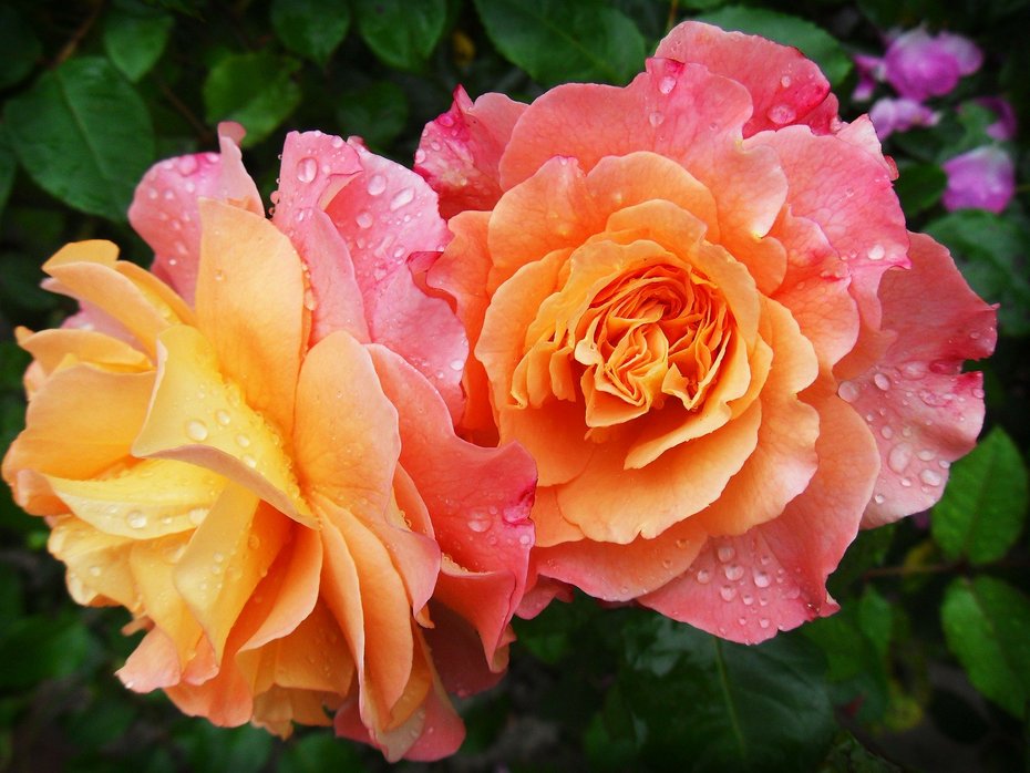 Zur Grußkarte Rose